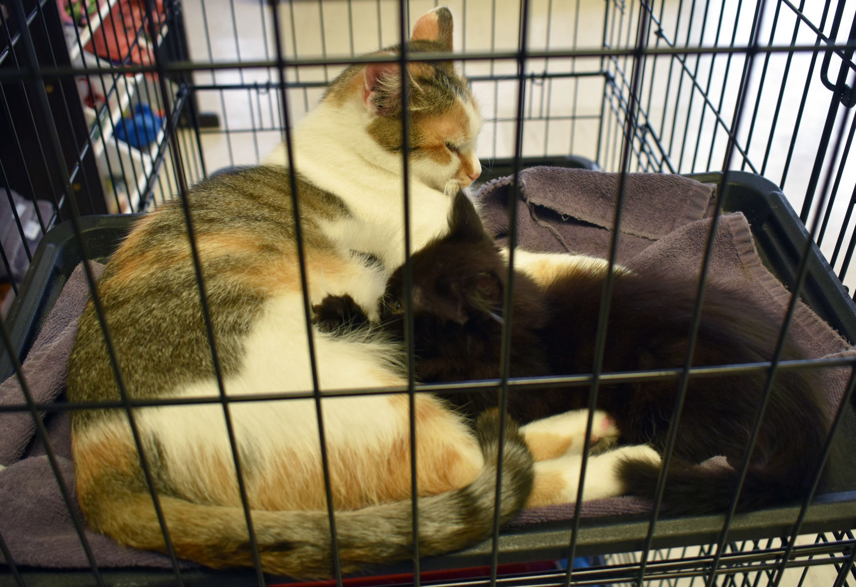 Momma cat and kitten